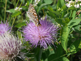 Great Spangled Fritillary Butterfly Feeding on Wavyleaf Thistle in Boulder, Colorado