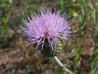 Platte thistle flower on a Boulder prairie in early summer, Colorado
