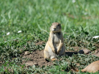 Prairie dog at its burrow on the early summer prairie in Boulder, Colorado