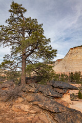Obraz premium Zion National Park, Utah. Navajo Sandstone / Sedimentary rocks, Weathering. iron-rich layers / Iron-rich sedimentary rocks / ironstone blocks. Pinus scopulorum / pine