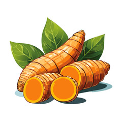 Turmeric root vector color illustration in sketch style. Line art of useful spice for packaging and design.