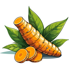 Turmeric root vector color illustration in sketch style. Line art of useful spice for packaging and design.