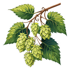 Hop cones on a branch color vector illustration. Image of an ingredient for beer with leaves on an isolated background. For packaging and design