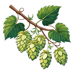 Hop cones on a branch color vector illustration. Image of an ingredient for beer with leaves on an isolated background. For packaging and design