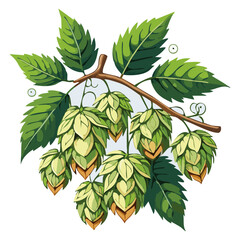 Hop cones on a branch color vector illustration. Image of an ingredient for beer with leaves on an isolated background. For packaging and design