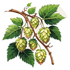 Hop cones on a branch color vector illustration. Image of an ingredient for beer with leaves on an isolated background. For packaging and design