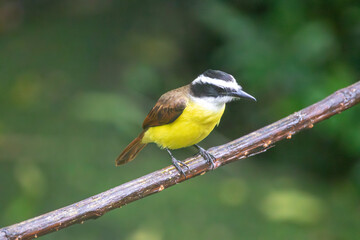 A Great Kiskadee in Costa Rica