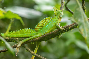 A male Green Basilisk in Costa Rica