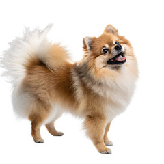 Obraz premium A fluffy pomeranian dog stands against a white background, its tongue slightly out and a happy expression on its face, isolated on transparent background