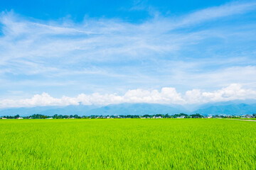 田園風景　田んぼ　夏