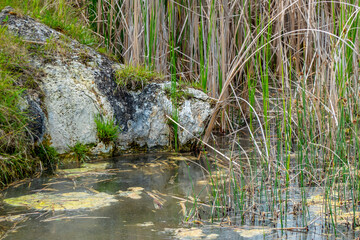 A small lake formed near the Siva Brada geyser in Spišské Podhradie, Slovakia, from which medicinal mineral water springs on a travertine base and is a popular tourist destination.