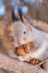Obraz premium The squirrel with nut sits on tree in the winter or late autumn