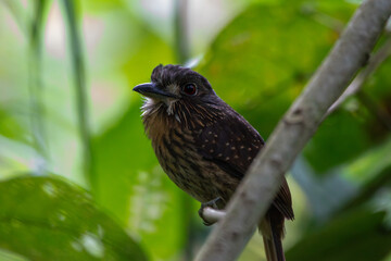 A White-whiskered Puffbird in Costa Rica
