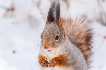 Portrait of a squirrel in winter on white snow background