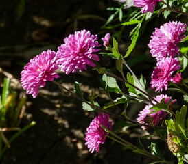 purple asters in the garden illuminated by the sun