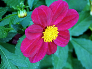 red blooming dahlia in the garden