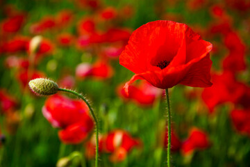ANZAC poppy banner. Red poppy flower for remembrance. ANZAC Day. Memorial field with blooming poppies. Veterans anzac day, remembrance poppy flower. Symbol for ANZAC memory.