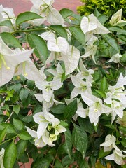 white and green leaves