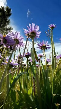 field of purple flowers viewed from below with stems against blue sky bright natural outdoor spring scenery
