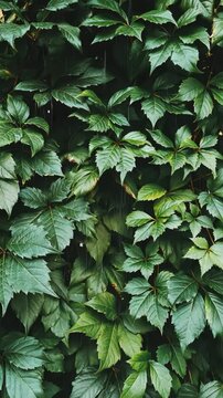 green lush leaves background under rain droplets fresh natural vibrant texture closeup outdoor nature