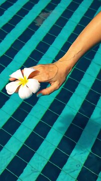 white frangipani flowers held in woman&rsquo;s hand above clear blue pool water serene summer relaxation beauty concept