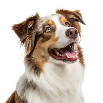 Closeup portrait of a happy australian shepherd dog with merle coloring, looking up and smiling, isolated on a white background, isolated on transparent background