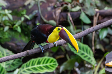 A Yellow-throated Toucan in Costa Rica