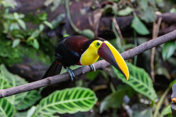 A Yellow-throated Toucan in Costa Rica