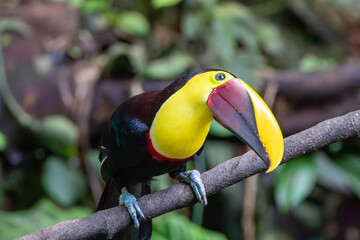 A Yellow-throated Toucan in Costa Rica © Matt