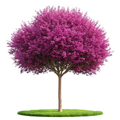 Obraz premium Beautiful blooming pink tree with lush green grass isolated on transparent background