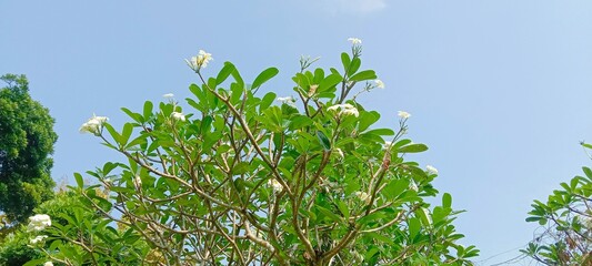 white flowers against blue sky 