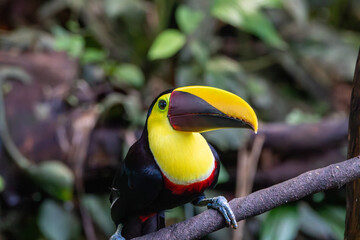 A Yellow-throated Toucan in Costa Rica © Matt