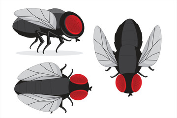 Vector illustration of black houseflies in different positions including top view and side view. Perfect for pest control designs, biology infographics, or insect-themed materials.