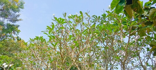 white flowers against blue sky 