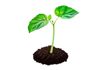 young plant in soil isolated