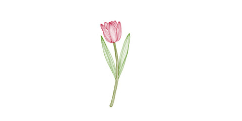 Isolated tulip 