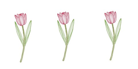 pink tulips isolated on white