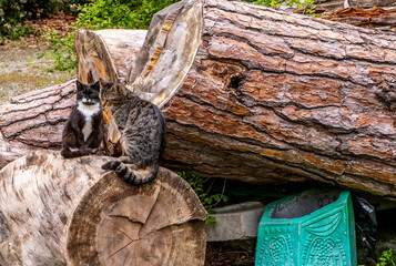 Cats are sitting on logs in the forest.
