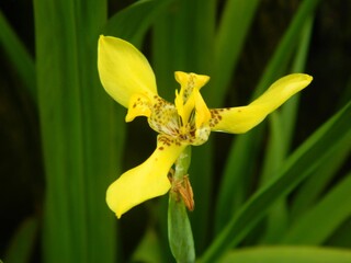 yellow orchid flower