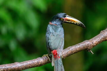 A Collared Aracari in Costa Rica