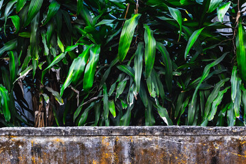 Lush green foliage behind weathered concrete wall with vibrant leaves