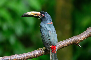 A Collared Aracari in Costa Rica