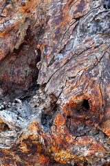 Detailed texture of weathered tree bark with natural patterns and colors