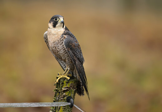 Peregrine Falcon ( Falco peregrinus )  close up - Powered by Adobe