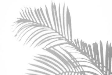 Naklejka premium Palm leaf shadow overlay effect,tropical leaves shadows isolated on transparent png background,summer shadow and sunlight