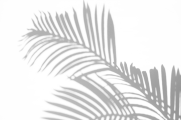 Palm leaf shadow overlay effect,tropical leaves shadows isolated on transparent png background,summer shadow and sunlight