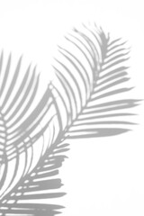 Palm leaf shadow overlay effect,tropical leaves shadows isolated on transparent png background,summer shadow and sunlight