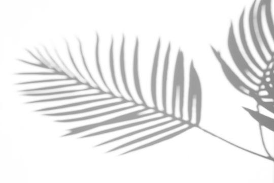 Palm leaf shadow overlay effect,tropical leaves shadows isolated on transparent png background,summer shadow and sunlight - Powered by Adobe