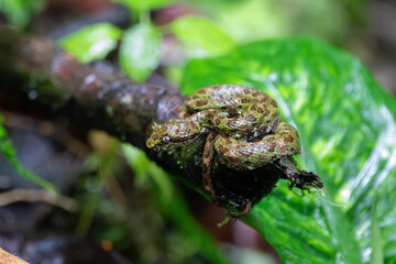 A Central American Eyelash-Viper in Costa Rica