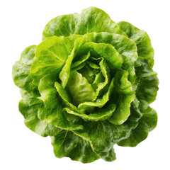 Fresh, vibrant head of lettuce, close-up